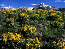 Arrowleaf Balsamroot, Boulder Mountain, Idaho     1600x1200 