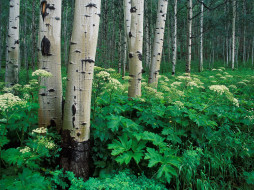 Aspens and Cow Parsnip, White River National Forest, Colorado     1600x1200 