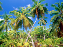 Palm Paradise, Seychelles     1600x1200 