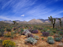 Desert Bloom, California Desert Conservation Area     1600x1200 