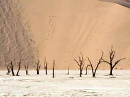 Dead Ulei, Namib Desert, Namibia, Africa     1600x1200 