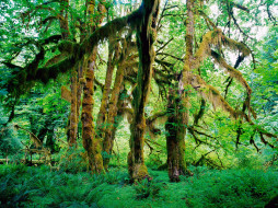 Hoh Rain Forest, Olympic National Park, Washington     1600x1200 