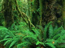 Hoh Rainforest, Olympic National Park, Washington     1600x1200 