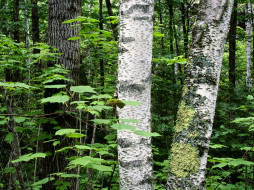 Aspen Trunks, North Woods, Quetico Provincial Park, Ontario, Canada     1600x1200 