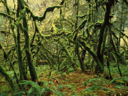 Moss Covered Maple Trees, Mount Rainier National Park, Washington     1600x1200 