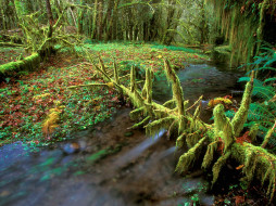 Quinault Rainforest, Olympic National Park, Washington     1600x1200 