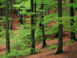 Beechwood Forest, Skane, Sweden     1600x1200 