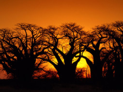 Baobob Trees, Kalahari Desert, Botswana     1600x1200 