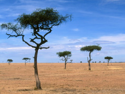 Scattered Acacia Trees, Kenya, Africa     1600x1200 