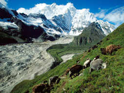 Yak Herding, Kangshung Glacier, Tibet     1600x1200 