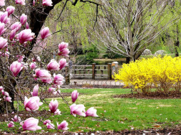 Magnolia, Forsythia and Flat Bridge in the Japanese Garden     1024x768 