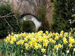 Daffodils and the Entrance to Grigg Nanjing Friendship Chinese Garden     1024x768 