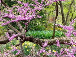 Redbud Tree and Daffodils in the Cherbonnier English Woodland Garden     1024x768 