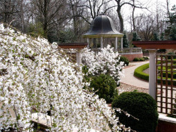 White Weeping Flowering Cherry Tree and Blanke Boxwood Garden     1024x768 