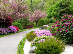 Tree Peony and Azaleas at Pring Dry Garden in the Japanese Garden     1024x768 