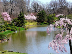 Weeping Flowering Cherry Trees and Lake at the Japanese Garden     1024x768 