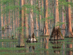 Cypress Trees, South Carolina     1600x1200 