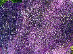 Purple sea fan on reef     1600x1200 