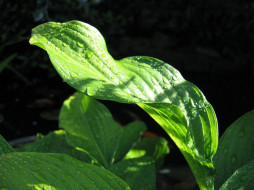 Hosta plant in sunlight     1600x1200 