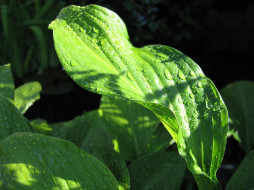 Hosta leaf and shadows     1600x1200 