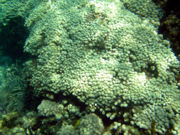 Coral on Johnnys Cay Reef     1600x1200 