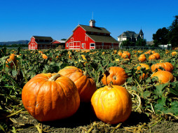 Faulkner Farm, Santa Paula, California     1600x1200 