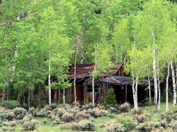 Old Cabin in a Stand of Aspen Trees, Gould, Colorado     1600x1200 