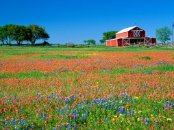 Red Barn and Texas Paintbrush, Texas     1600x1200 