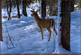 Ron S. Parker - Whitetail and Wolves     2560x1765 ron, parker, whitetail, and, wolves, , ronald, s, , , , , , 
