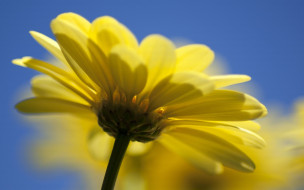 Yellow daisy     2560x1600 yellow, daisy, , , , , 