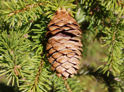 Norway Spruce cone     1024x768 