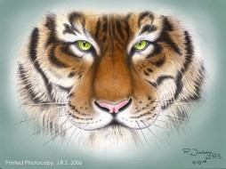 Tiger     1024x768 tiger, , , 