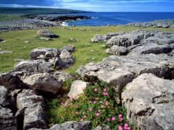 Wildflowers at The Burren, Ireland     1600x1200 