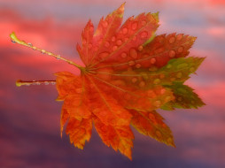 Autumn Sunrise, Vine Maple Leaf     1600x1200 