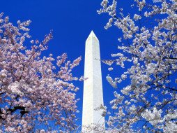 Cherry Blossoms, Washington Monument, Washington, D.C.     1600x1200 cherry, blossoms, washington, monument, 