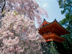 herry, blossoms, ninnaji, temple, kyoto, japan, , , , 