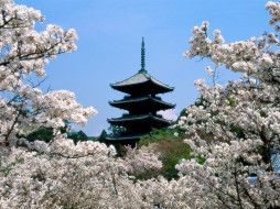 Cherry Blossoms, Ninna-Ji Temple Grounds, Kyoto, Japan     1600x1200 cherry, blossoms, ninna, ji, temple, grounds, kyoto, japan, , , , 