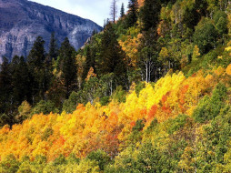 Aspens in the Maroon Bells Recreational Area     1024x768 