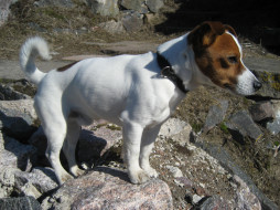      2816x2112 , , jack, russell, terrier