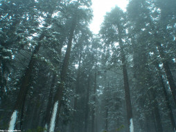 Sequoia National Park     1024x768 