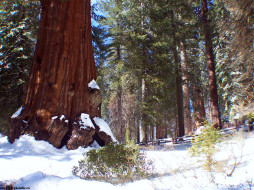 Sequoia National Park     1024x768 