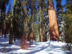 Sequoia National Park     1024x768 