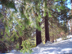 Sequoia National Park     1024x768 