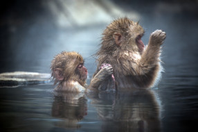      2048x1365 , , , , , , japanese, macaque, 