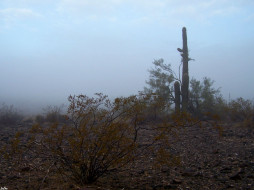 Fog in Sonorah. Arizona. USA     1024x768 
