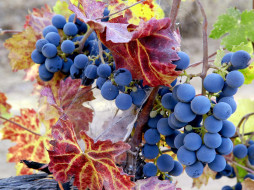 WINE GRAPES     1600x1200 