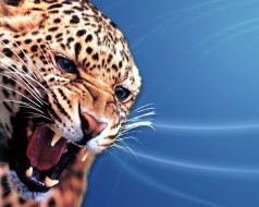 jaguar     1280x1024 jaguar, , 