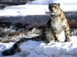 Snow Leopard     1024x768 snow, leopard, , , , 