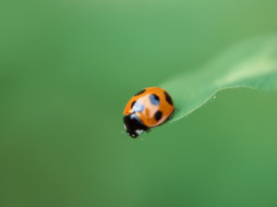 ladybug, , , 
