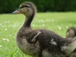 Duckling     1024x768 duckling, , 
